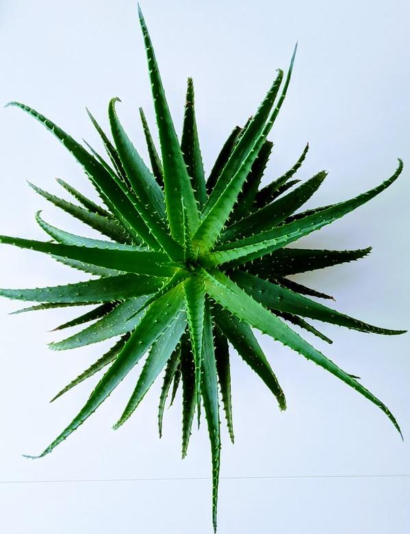 Biljka aloe vere Biljka aloe vere